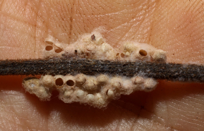 Fig. 10. Capullos de Braconidae <i>Diolcogaste</i>r Choi112 en <i>Epimecis matronaria</i> (Geometridae). Voucher: 08-SRNP-21733-DHJ469446