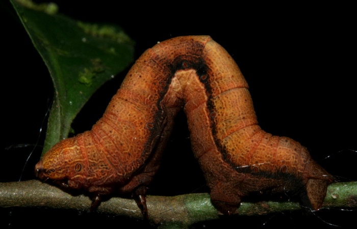 Fig. 6. Larva de <i>Epimecis semicompleta</i> (Geometridae) Vista lateral, y su forma en como se desplaza.Voucher: 09-SRNP-1236-DHJ450516