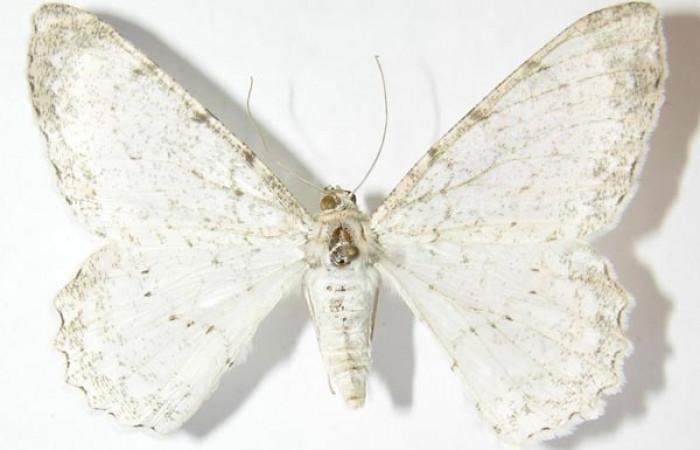 Fig. 22. Adulto de <i>Epimecis semicompleta</i> (Geometridae), vista dorsal. Voucher: 09-SRNP-1236-DHJ514534.