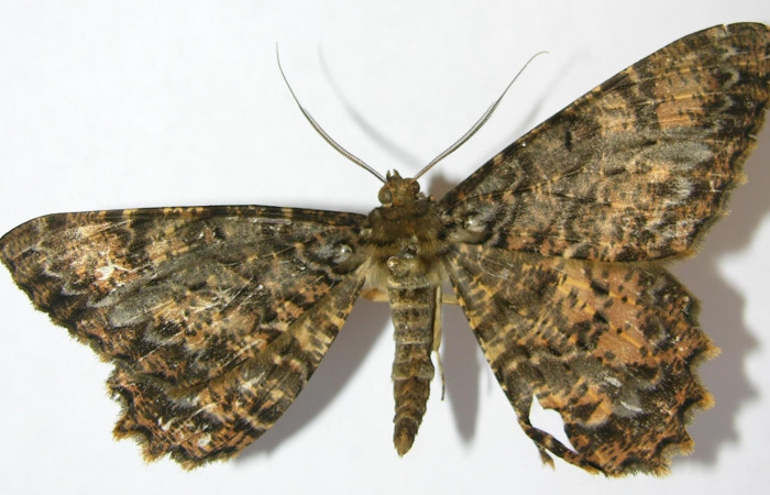 Fig. 23. Adulto de <i>Epimecis</i> nasicaDHJ02 (Geometridae), vista dorsal. Voucher: 09-SRNP-36261-DHJ514536