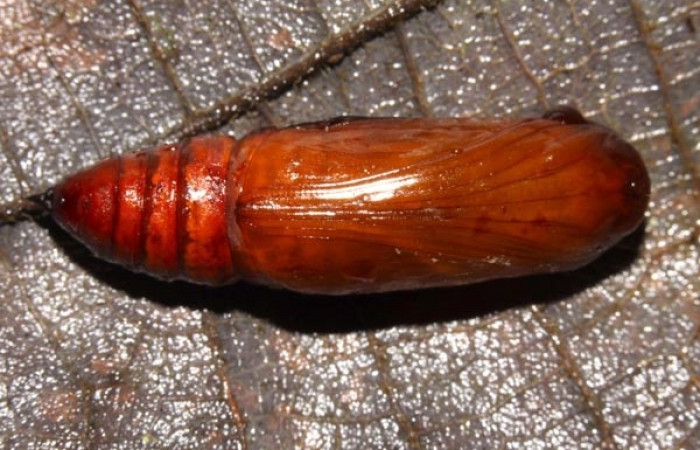 Fig. 17. Pupa de <i>Epimecis conjugaria</i> (Geometridae) Voucher: 13-SRNP-30873-DHJ701179