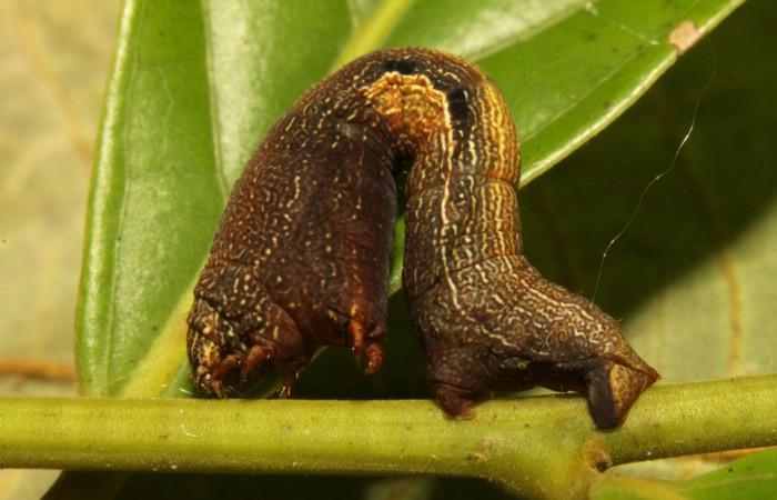 Fig. 7. Larva de <i>Epimecis</i> Janzen01 (Geometridae),Vista lateral, y su forma en como se desplaza. Voucher:16-SRNP-31300-DHJ735166.