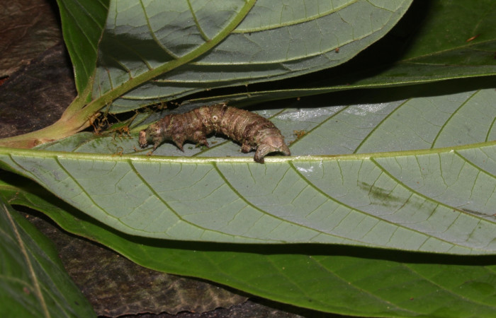 Fig. 12. Prepupa de <i>Epimecis plumbilinea</i> (Geometridae) vista lateral.Voucher: 18-SRNP-30365- DHJ743751.