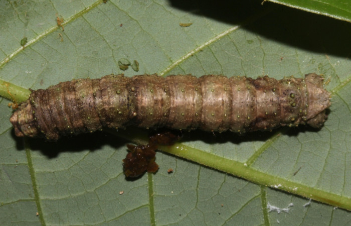 Fig. 13. Prepupa de <i>Epimecis plumbilinea</i> (Geometridae), vista dorsal. Voucher: 18- SRNP-30365-DHJ743756.