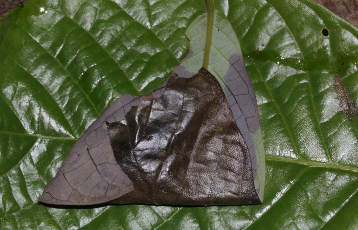 Fig. 15. Refugio de prepupa <i>Epimecis plumbilinea</i> (Geometridae). Voucher: 18- SRNP-30365-DHJ743757.