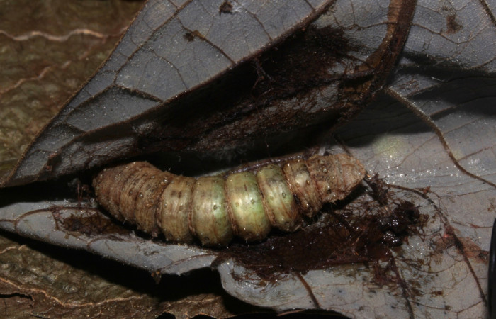 Fig. 11. Prepupa de <i>Epimecis plumbilinea</i> (Geometridae). Voucher: 18-SRNP-30365- DHJ743758.
