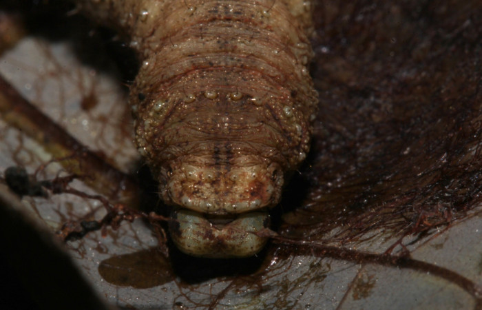 Fig. 14. Prepupa <i>Epimecis plumbilinea</i> (Geometridae), vista de la parte trasera. Voucher: 18-SRNP-30365-DHJ743762.