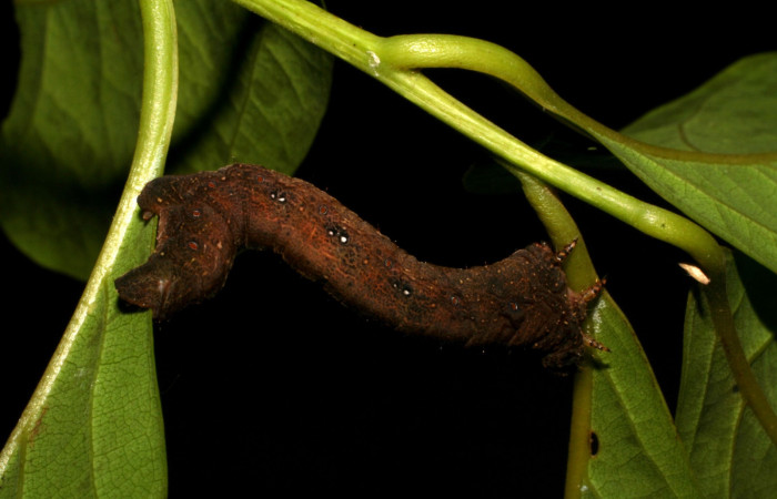 Fig. 5. Larva de <i>Epimecis conjugaria</i> (Geometridae), muestra el dorsal, su color cambia al estar en último estadio y luego pasará a prepupa. Voucher: 05-SRNP-41294- DHJ406910.