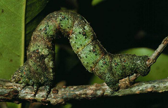 Fig. 1. Larva de <i>Epimecis plumbilinea</i> (Geometridae). Vista lateral, y su forma en como se desplaza. Voucher: 95-SRNP-8343-DHJ25527