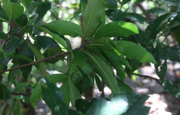 Fig. 24. <i>Ocotea veraguensis</i> (Lauraceae) Planta hospedera de <i>Epimecis plumbilinea</i> (Geometridae). Foto tomada por Adrián Guadamuz. 2021