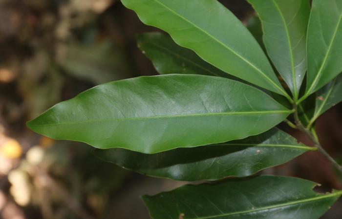 Fig. 25. <i>Ocotea veraguensis</i> (Lauraceae) Planta hospedera de <i>Epimecis plumbilinea</i> (Geometridae). Foto tomada por Adrián Guadamuz. 2021