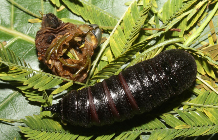 Figura 13. Larva en Pupa <i>Syssphinx quadrilineata</i> (Saturniidae) posición normal en este estadio se prepara para convertirse en mariposa  (13-SRNP-42918-DHJ708201.JPG) 15 Agosto 2013, Camino Rio Negro  (elevación 373 metros) margen del camino).