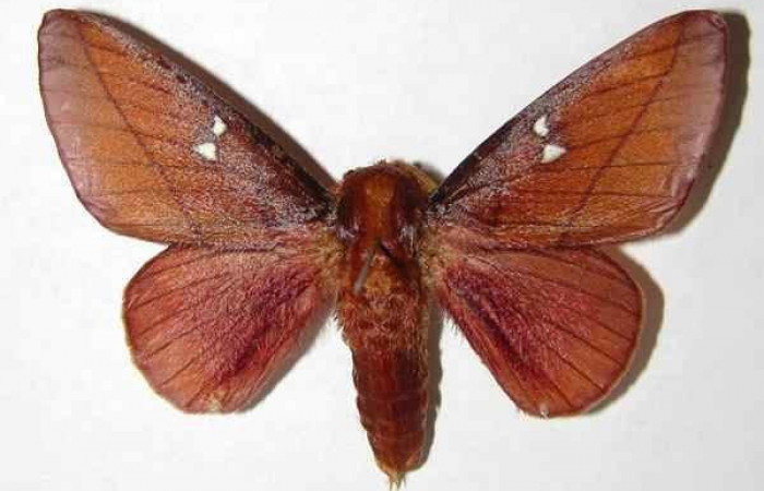 Figura 17. Adulto de <i>Syssphinx quadrilineata</i> Saturniidae (hembra), (07-SRNP-40739-DHJ380146)