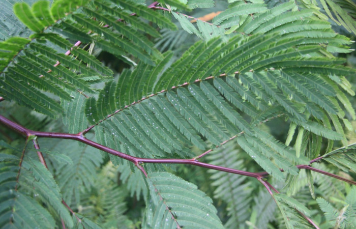 Figura 18. Planta hospedera de <i>Syssphinx quadrilineata</i> <i>Calliandra calothyrsus</i> (Fabaceae).