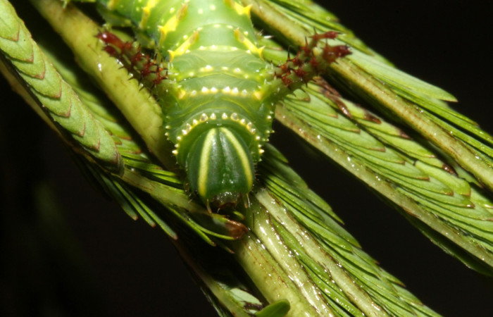 Figura 4. Larva en tercer estadio <i>Syssphinx quadrilineata</i> (Saturniidae) posición cabeza alimentándose en <i>Calliandra calothyrsus</i> (Fabaceae) (13-SRNP-42918-DHJ708123.JPG) 31 Julio 2013, Camino Rio Negro  (elevación 373 metros) margen del camino).