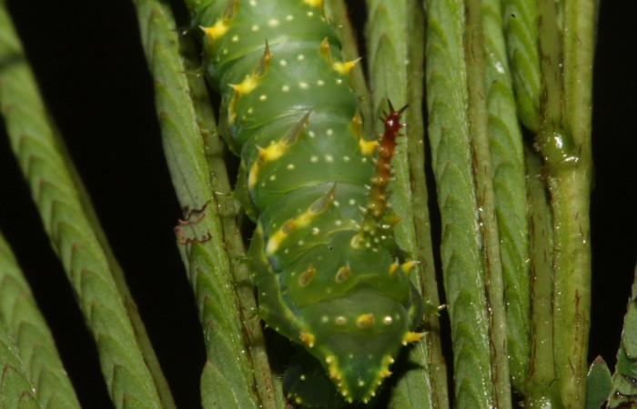 Figura 5. Larva en tercer estadio <i>Syssphinx quadrilineata</i> (Saturniidae) posición cola alimentándose en <i>Calliandra calothyrsus</i> (Fabaceae) (13-SRNP-42918-DHJ708124.JPG) 31 Julio 2013, Camino Rio Negro  (elevación 373 metros) margen del camino).