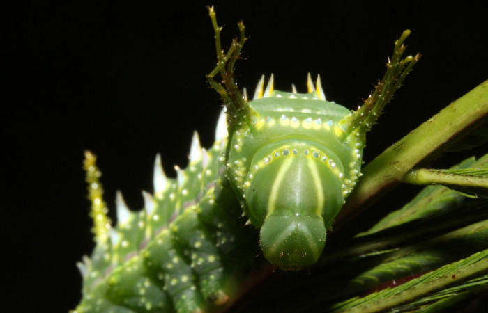 Figura 7. Larva en cuarto estadio <i>Syssphinx quadrilineata</i> (Saturniidae) posición cabeza alimentándose en <i>Calliandra calothyrsus</i> (Fabaceae) (13-SRNP-42918-DHJ708140.JPG) 6 Agosto 2013, Camino Rio Negro  (elevación 373 metros) margen del camino).