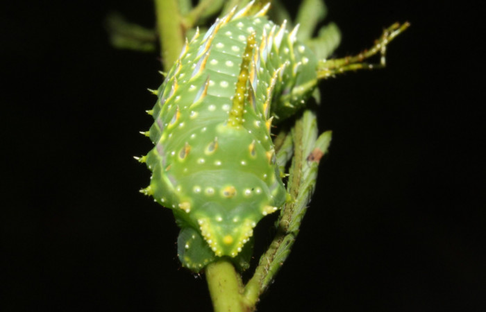 Figura 8. Larva en cuarto estadio <i>Syssphinx quadrilineata</i> (Saturniidae) posición cola alimentándose en <i>Calliandra calothyrsus</i> (Fabaceae) (13-SRNP-42918-DHJ708141.JPG) 6 Agosto 2013, Camino Rio Negro  (elevación 373 metros) margen del camino).