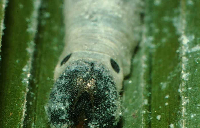 Figura 7. Larva  <i>Aides brino </i> (Hespériidae), posición cabeza en  <i>Prestoea  decurrens </i> (Arecaceae). Area de Conservación Guanacaste, Sector San  Cristobal. 00-SRNP-11750-DHJ54738.jpg.