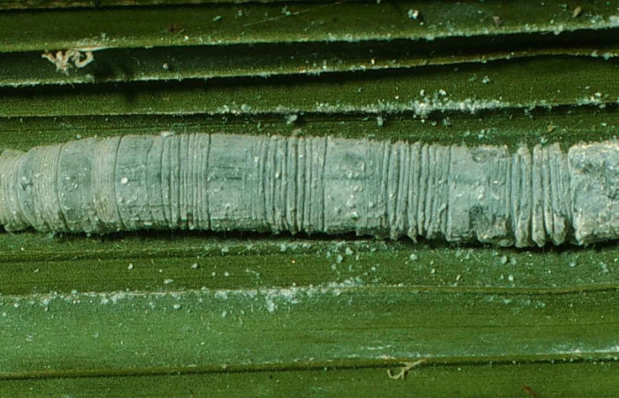 Figura 8. Larva <i>Aides brino</i> (Hesperiidae), posición dorsal en <i>Prestoea  decurrens</i> (Arecaceae). Area de Conservación Guanacaste, Sector San  Cristóbal. 00-SRNP-11750-DHJ54746.jpg.