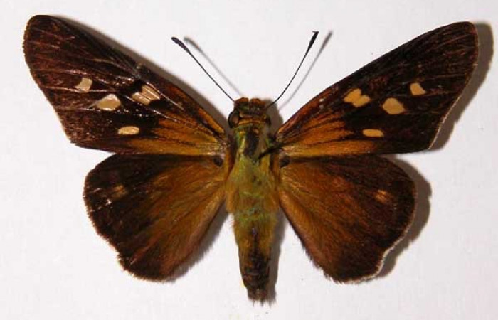 Figura 15. Adulto <i>Aides brino</i> (Hesperiidae). Hembra posición dorsal. Area  de Conservación Guanacaste, Sector Santa Rosa. 01-SRNP-4046-  DHJ33722.