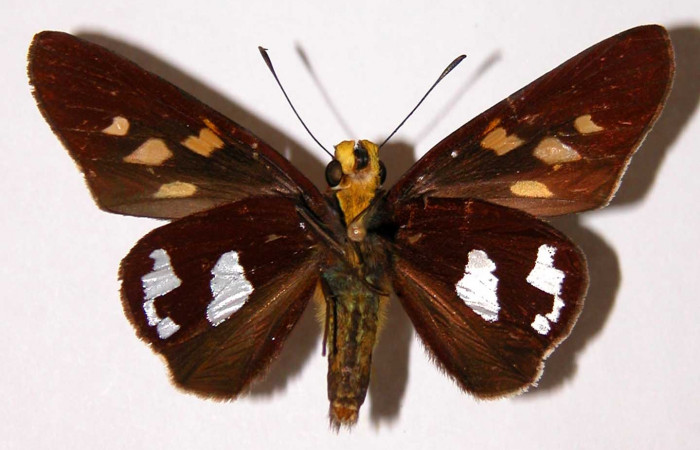 Inventario de lepidópteras  Programa de investigación de mariposas  Área de conservación Guanacaste  Daniel Janzen Hunt y Winnie Wallwachs  Parataxónomo: Ángel D. Hernández Fajardo  Estación Biológica: Wege  Año: 2021  Figura 1. Adulto <i>Aides brino</i> (Hesperiidae). Área de conservación  Guanacaste, Sector San Cristóbal. 01-SRNP-4046-DHJ33723.