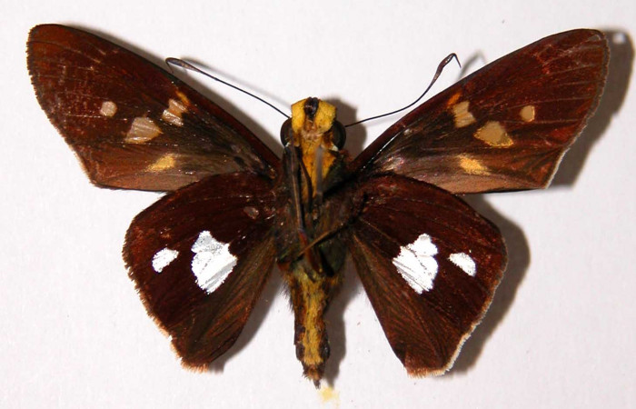 Figura 17. Adulto <i>Aides brino</i> (Hesperiidae). Macho, posición ventral. Area  de Conservación Guanacaste, Sector Santa Rosa. 01-SRNP-5012-DHJ33725.