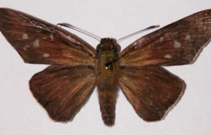 Figura 21. Adulto  <i>Aides</i> Burns01 (Hesperiidae). Hembra, posición dorsal.  Area de Conservación Guanacaste, Sector Santa Rosa. 01-SRNP-5047-  DHJ33726.