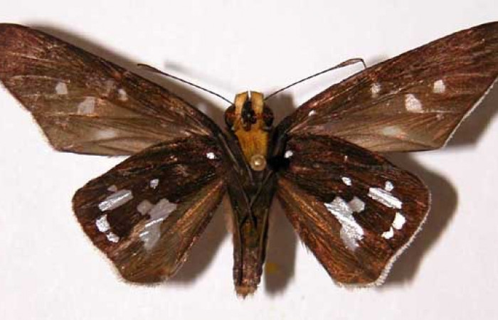 Figura 22. Adulto <i>Aides</i> Burns01 (Hesperiidae). Hembra, posición ventral.  Area de Conservación Guanacaste, Sector Santa Rosa. 01-SRNP-5047-  DHJ33727.