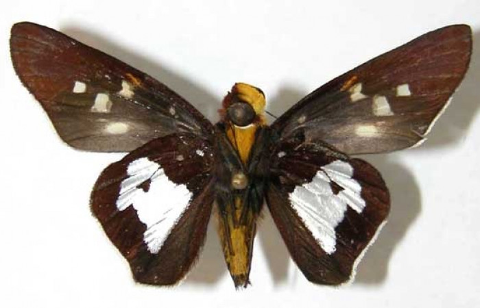 Figura 23. Adulto <i>Aides</i> Burns01 (Hesperiidae). Macho, posición ventral.  Area de Conservación Guanacaste, Sector Santa Rosa. 02-SRNP-18858-  DHJ34635.