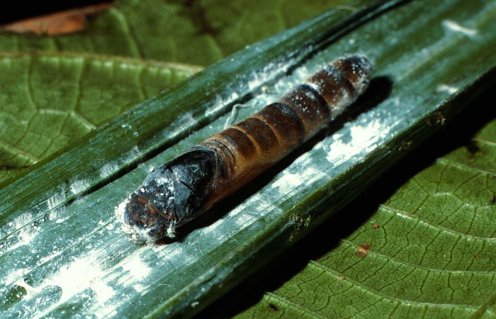 Figura 12. Pupa de la oruga  <i>Aides brino </i> (Hesperiidae), posición dorsal en   <i>Prestoea decurrens </i> (Arecaceae). Area de Conservación Guanacaste,  Sector San Cristóbal. 02-SRNP-6632-DHJ65952.jpg.