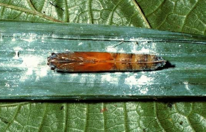 Figura 13. Pupa de la oruga <i>Aides brino</i> (Hesperiidae), posición ventral en  <i>Prestoea decurrens</i> (Arecaceae). Area de Conservación Guanacaste,  Sector San Cristóbal. 02-SRNP-6632-DHJ65953.jpg.