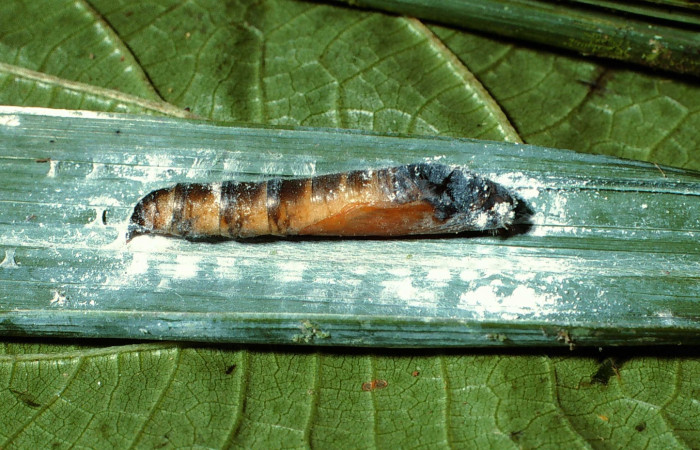 Figura 14. Pupa de la oruga <i>Aides brino</i> (Hesperiidae), posición lateral en  <i>Prestoea decurrens</i> (Arecaceae). Area de Conservación Guanacaste,  Sector San Cristóbal. 02-SRNP-6632-DHJ65955.jpg.