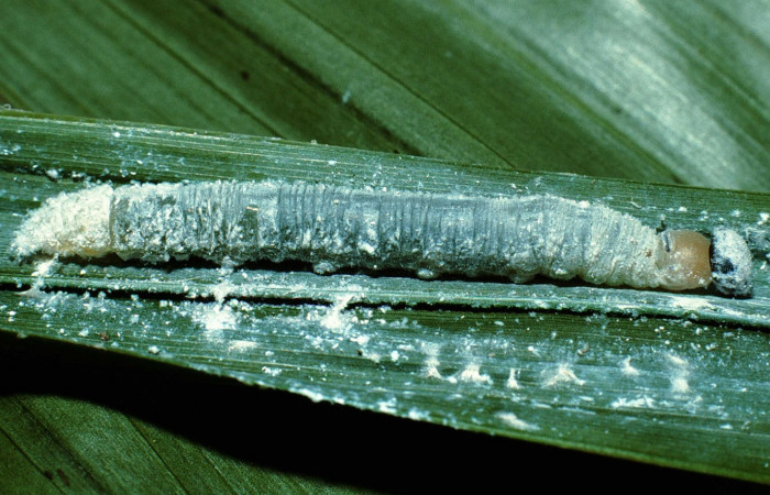 Figura 19. Oruga  <i>Aides </i> Burns01 (Hesperiidae), posición lateral en  <i>Prestoea  decurrens </i> (Arecaceae). Area de Conservación Guanacaste, Sector San  Cristóbal. 02-SRNP-7224-DHJ66240.jpg.