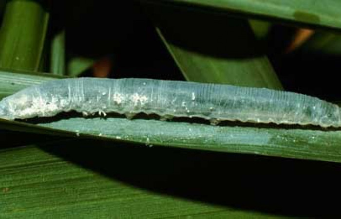 Figura 20. Oruga <i>Aides</i> Burns01 (Hesperiidae), posición lateral en <i>Prestoea  decurrens</i> (Arecaceae). Area de Conservación Guanacaste, Sector San  Cristóbal. 02-SRNP-7230-DHJ66247.jpg.