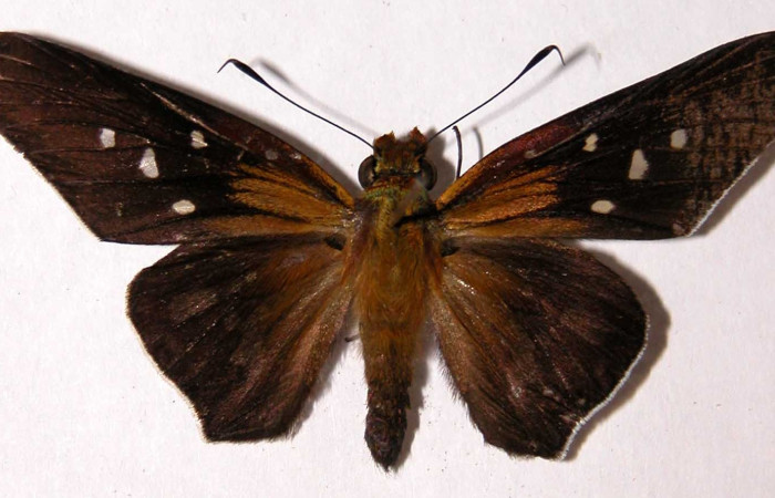 Figura 24. Adulto <i>Aides</i> Burns01 (Hesperiidae). Macho, posición dorsal.  Area de Conservación Guanacaste, Sector Santa Rosa. 03-SRNP-20278-  DHJ90108.