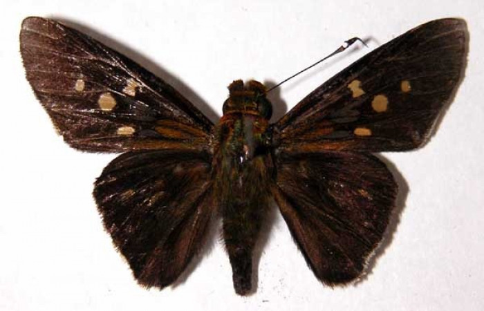 Figura 18. Adulto <i>Aides brino</i> (Hesperiidae). Macho, posición dorsal. Area  de Conservación Guanacaste, Sector Santa Rosa. 04-SRNP-40562-  DHJ90104.