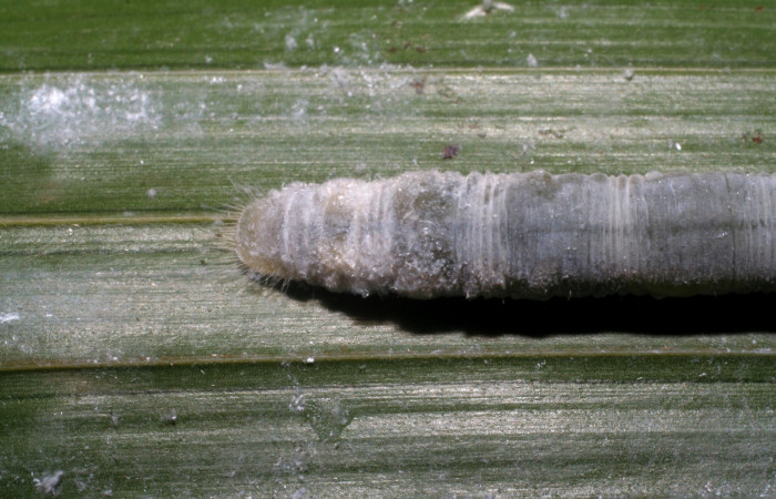 Figura 9. Larva <i>Aides brino</i> (Hesperiidae), posición cola en <i>Prestoea  decurrens</i> (Arecaceae). Area de Conservación Guanacaste, Sector San  Cristóbal. 06-SRNP-34199-DHJ416494.jpg.