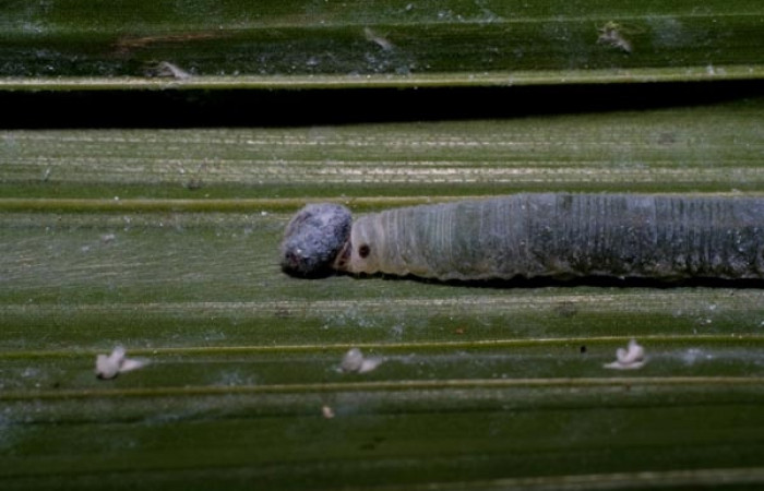 Figura 10. Larva <i>Aides brino</i> (Hesperiidae), posición cola en <i>Prestoea  decurrens</i> (Arecaceae). Area de Conservación Guanacaste, Sector San  Cristóbal. 06-SRNP-34199-DHJ425301.jpg.