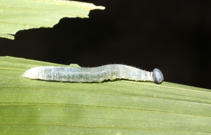 Figura 11. Larva <i>Aides brino</i> (Hesperiidae), posición cola en <i>Prestoea  decurrens</i> (Arecaceae). Area de Conservación Guanacaste, Sector San  Cristóbal. 15-SRNP-2434-DHJ487755.JPG.