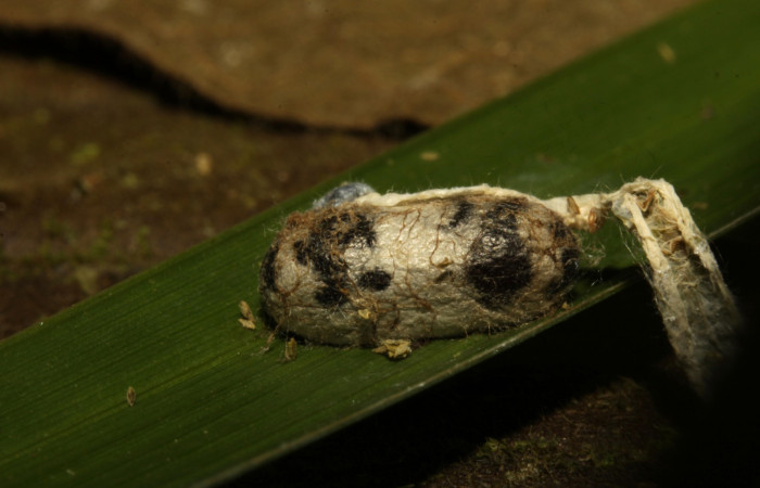 Figura 26. Parásito <i>Hyposoter</i> INB-12 (Ichneumonidae), junto a la piel de la  larva Aides brino (Hesperiidae). Estación Biológica Pitilla.