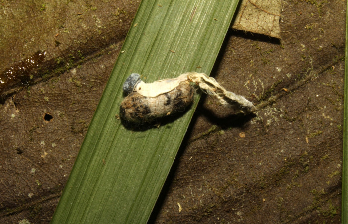 Figura 25. Parásito <i>Hyposoter</i> INB-12 (Ichneumonidae), junto a la piel de la  larva <i>Aide brino</i> (Hesperiidae). Estación Biológica Pitilla. 16-SRNP-30452-  DHJ729589.jpg.