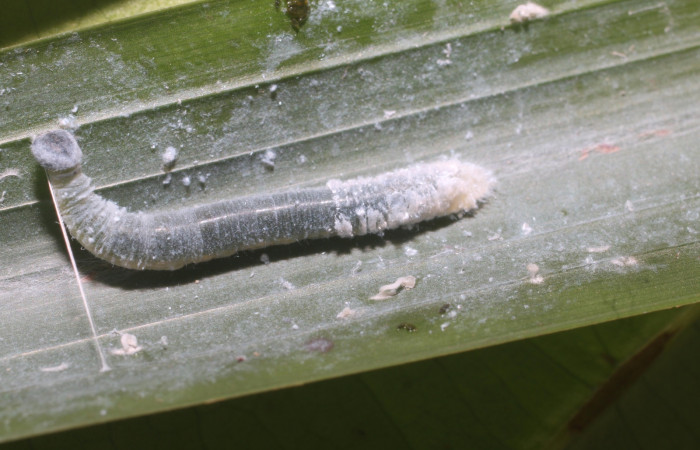 Figura 2. Larva  <i>Aides brino</i> (Hesperiidae), posición dorsal en  <i>Prestoea  decurrens</i> (Arecaceae). Area de Conservación Guanacaste, Sector San  Cristóbal. 18-SRNP-80611-DHJ715247.JPG.
