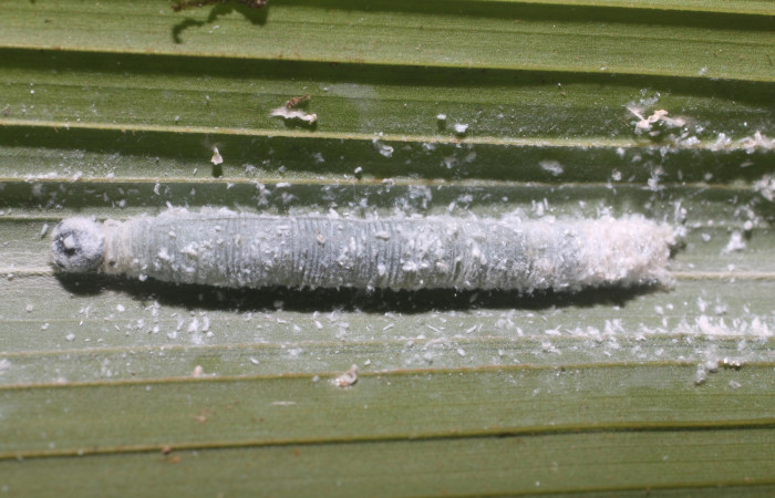 Figura 3. Larva  <i>Aides brino </i> (Hesperiidae), posición dorsal en  <i>Prestoea  decurrens </i> (Arecaceae). Area de Conservación Guanacaste, Sector San  Cristóbal. 18-SRNP-80681-DHJ715417.JPG.