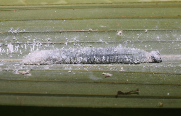 Figura 4. Larva <i>Aides brino</i> (Hesperiidae), posición lateral en <i>Prestoea  decurrens</i> (Arecaceae). Area de Conservación Guanacaste, Sector San  Cristóbal. 18-SRNP-80681-DHJ715418.JPG.