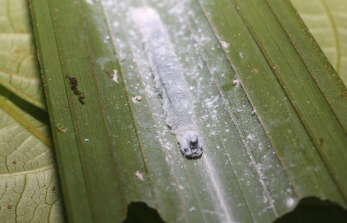 Figura 5. Larva <i>Aides brino</i> (Hesperiidae), posición cabeza en <i>Prestoea  decurrens</i> (Arecaceae). Area de Conservación Guanacaste, Sector San  Cristóbal. 18-SRNP-80681-DHJ715419.JPG.