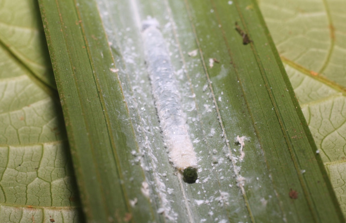 Figura 6. Larva <i>Aides brino</i> (Hesperiidae), posición cabeza en <i>Prestoea  decurrens</i> (Arecaceae). Area de Conservación Guanacaste, Sector San  Cristóbal. 18-SRNP-80681-DHJ715420.JPG.