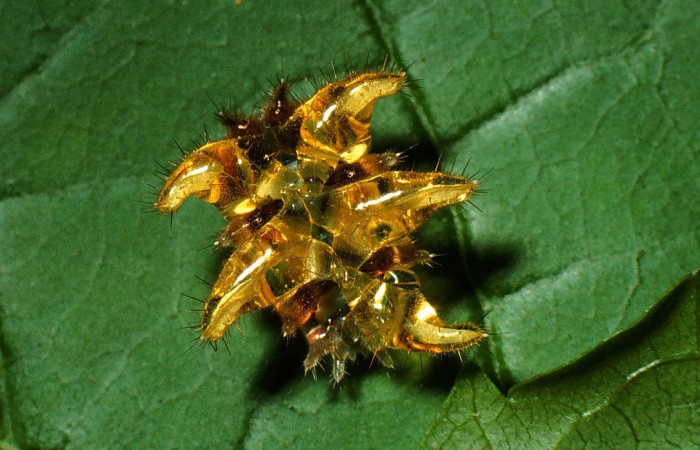 Figura 12. Larva <i>Vipsophobetron marisa</i> (Limacodidae), último estadío (U) vista dorsal, localidad Cafetal, Sector Santa Rosa ACG (280m). Voucher: 01-SRNP-15801-DHJ60541.jpg.