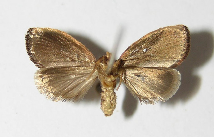 Figura 8. Adulto de <i>Vipsophobetron davisi</i> (Limacodidae), vista ventral, localidad Río Blanco Abajo Sector San Cristóbal ACG (500m). Voucher: 05-SRNP-7122-DHJ336627.jpg.