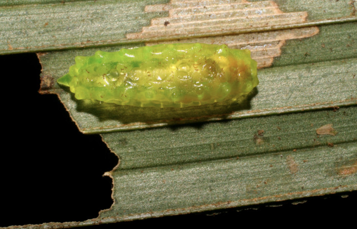 Figura 4. Larva <i>Vipsophobetron davisi</i> (Limacodidae), último estadío (U) vista dorsal, localidad Sendero Laguna Sector Pitilla ACG (680m). Voucher: 06-SRNP-33668-DHJ416232.jpg.